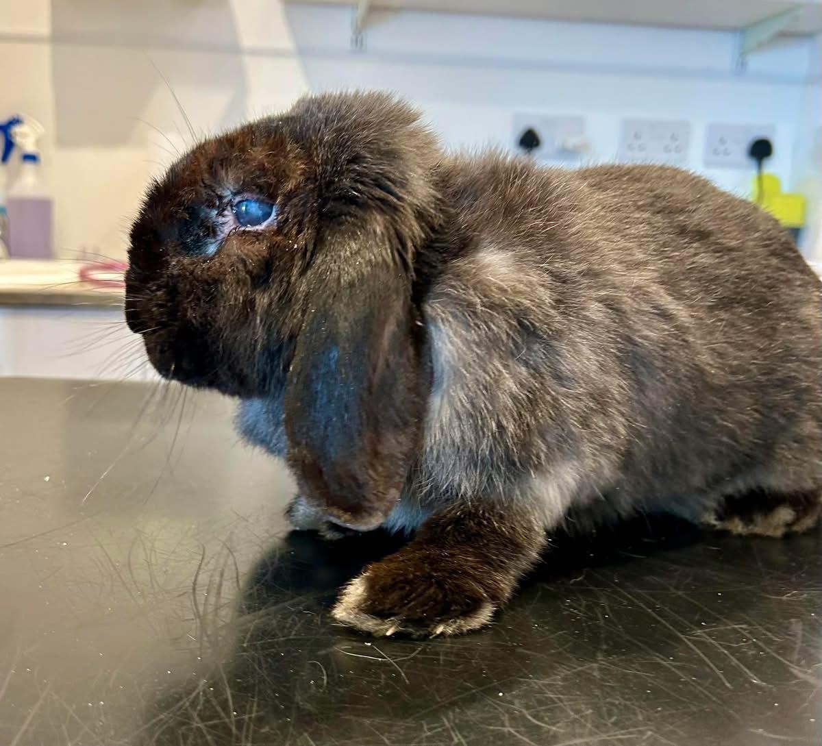 Mystery box for Shrewsbury Rabbit Rescue