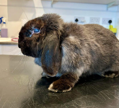 Mystery box for Shrewsbury Rabbit Rescue