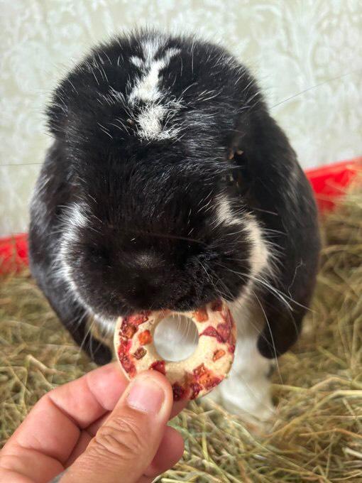Mystery box for Carrot Cottage Rabbit Rescue