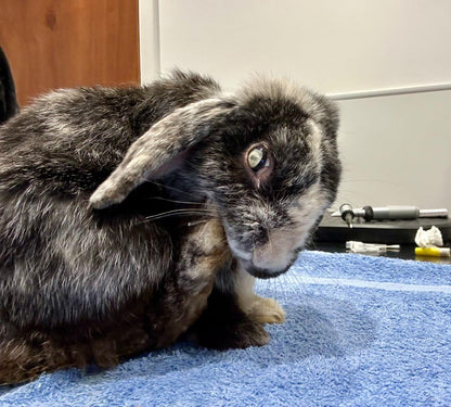 Mystery box for Shrewsbury Rabbit Rescue